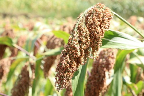 李強(qiáng) 持續(xù)增強(qiáng)糧食等重要農(nóng)產(chǎn)品穩(wěn)產(chǎn)保供能力，為實(shí)現(xiàn)全年糧食產(chǎn)量目標(biāo)奠定堅(jiān)實(shí)基礎(chǔ)