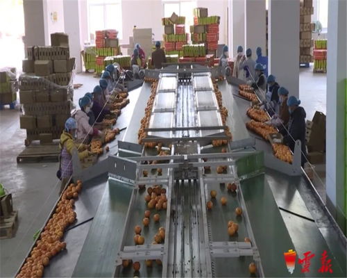 蔬菜捐贈(zèng)全國(guó)第一 云南累計(jì)向湖北捐贈(zèng)1.26萬(wàn)噸初級(jí)農(nóng)產(chǎn)品，譜寫抗疫情深